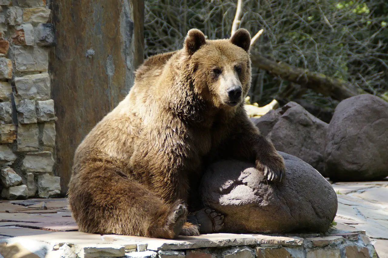 Interesting Facts About The Grizzly Bear