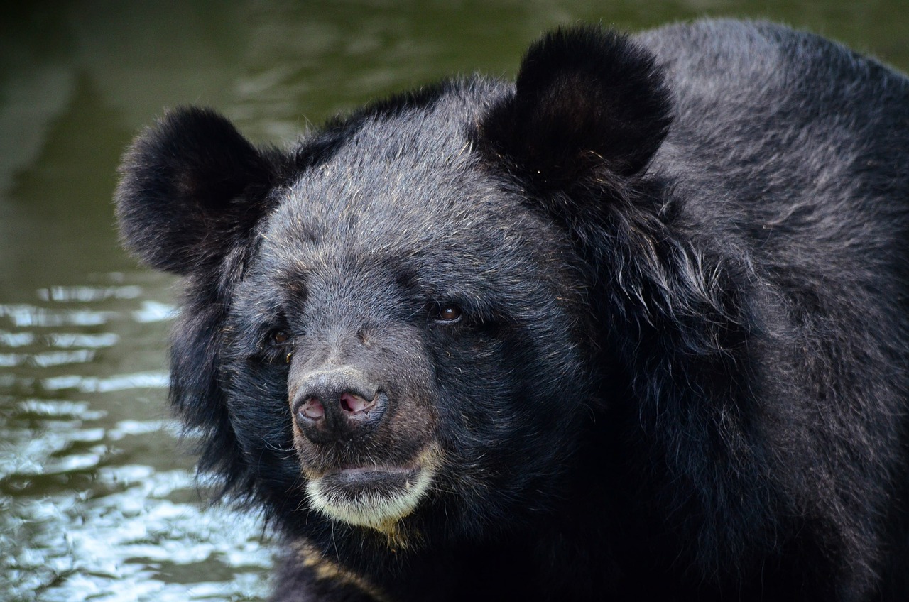 endangered bears