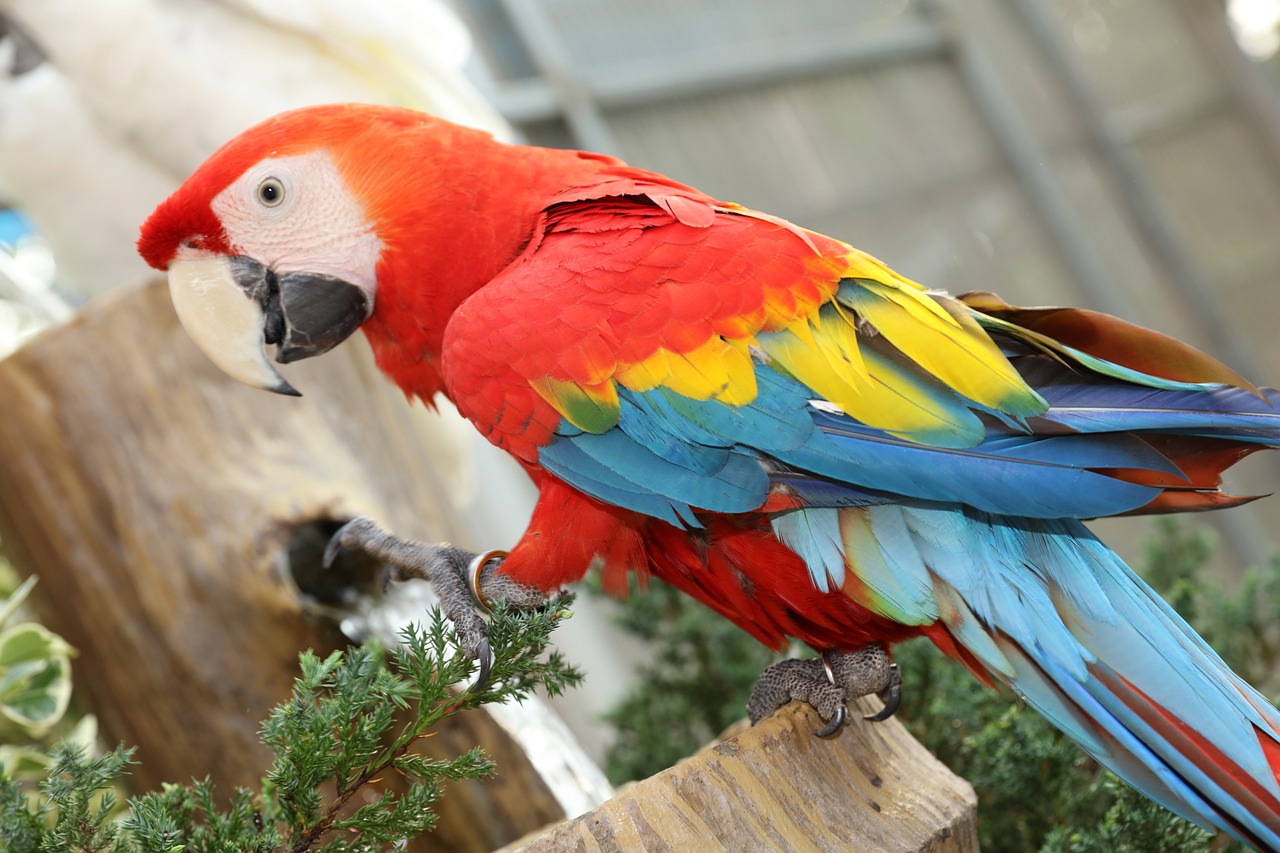 How Long Do Parrots Live