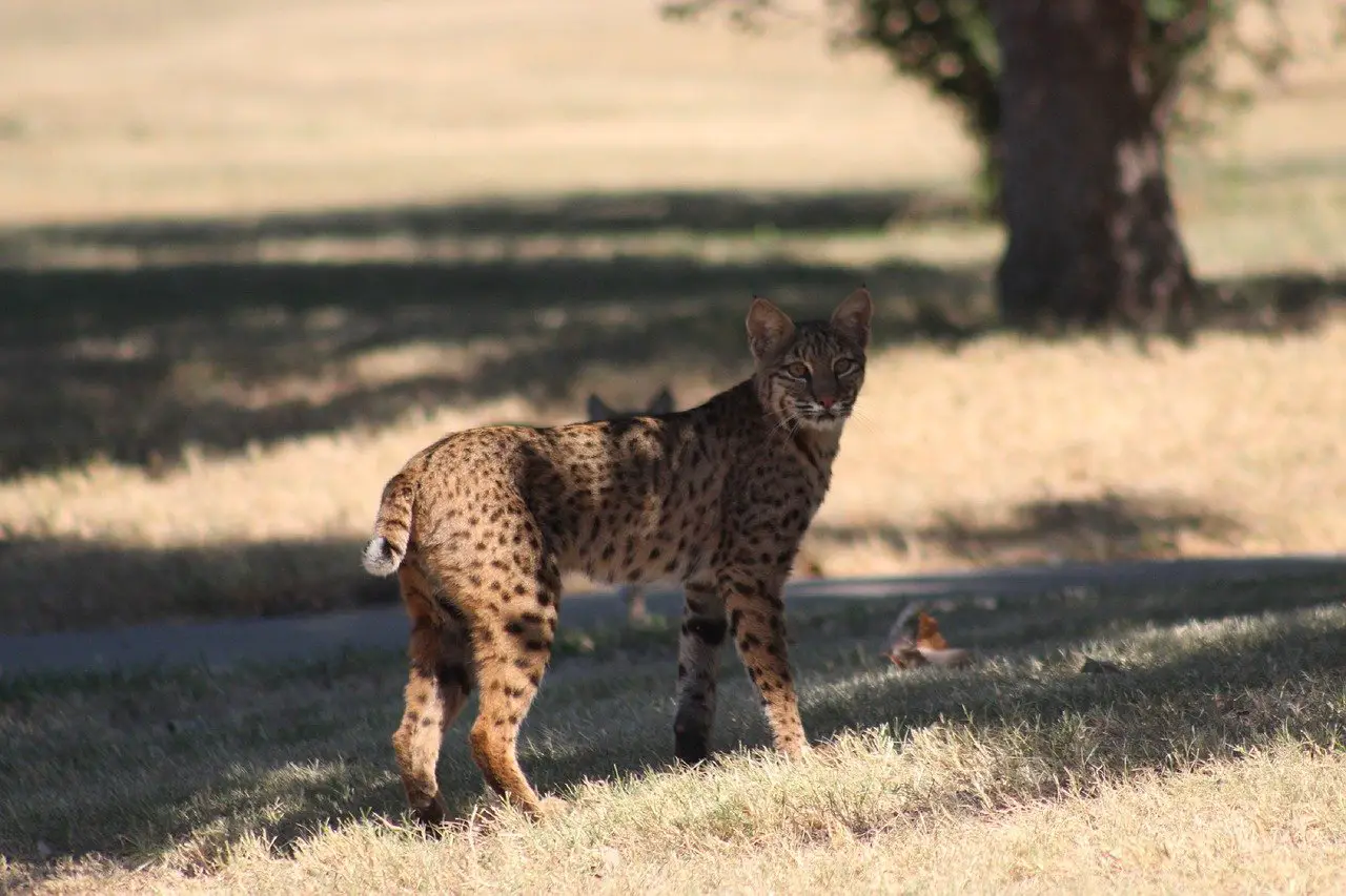 Difference Between Lynx and Bobcat: Here you see a Bobcat