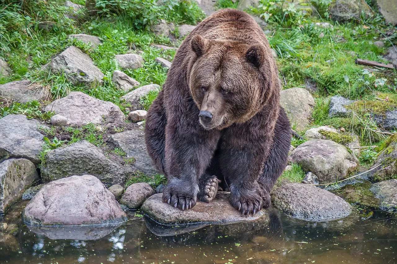 Grizzly vs Brown Bear: Here you see a brown bear.