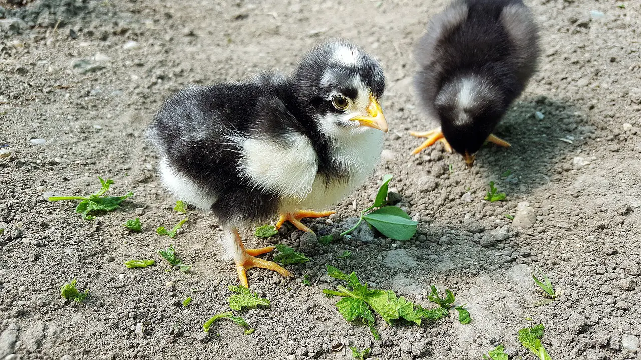 Cutest Baby chicks
