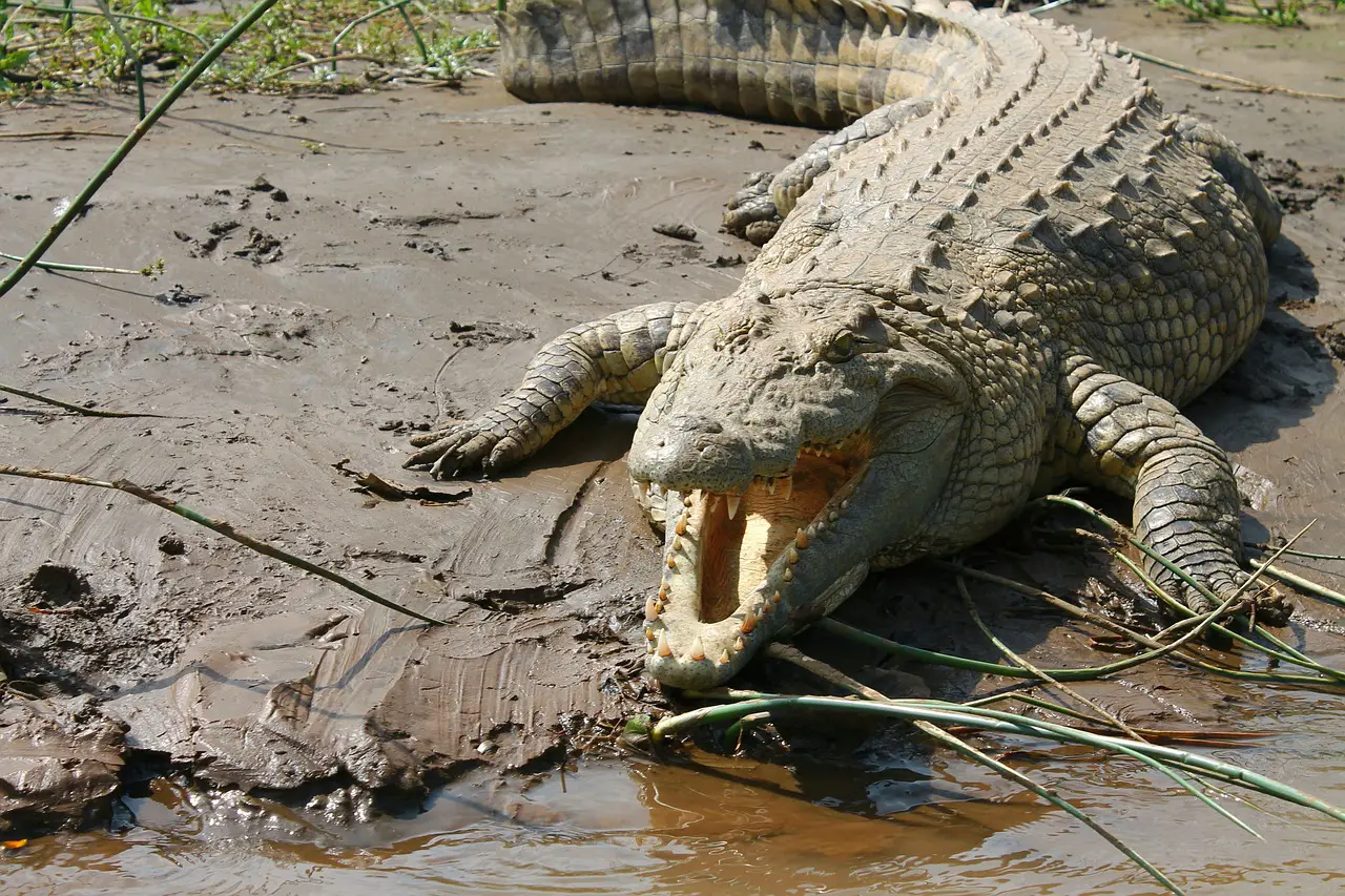 Difference Between an Alligator and Crocodile