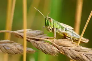 locust vs grasshopper