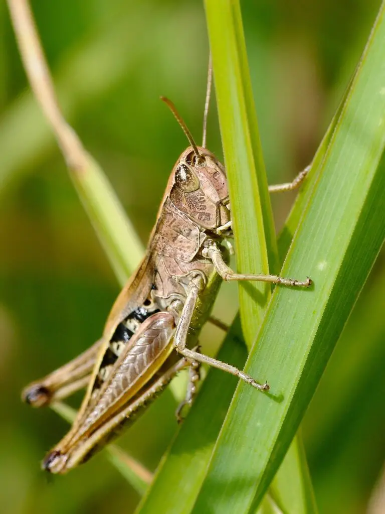 locust vs grasshopper