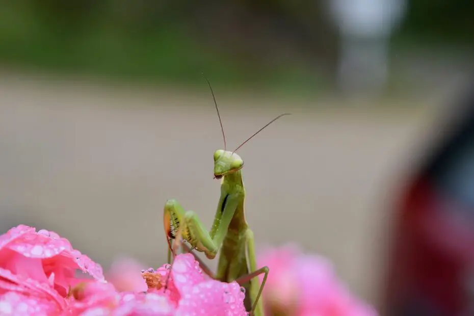 do praying mantis bite