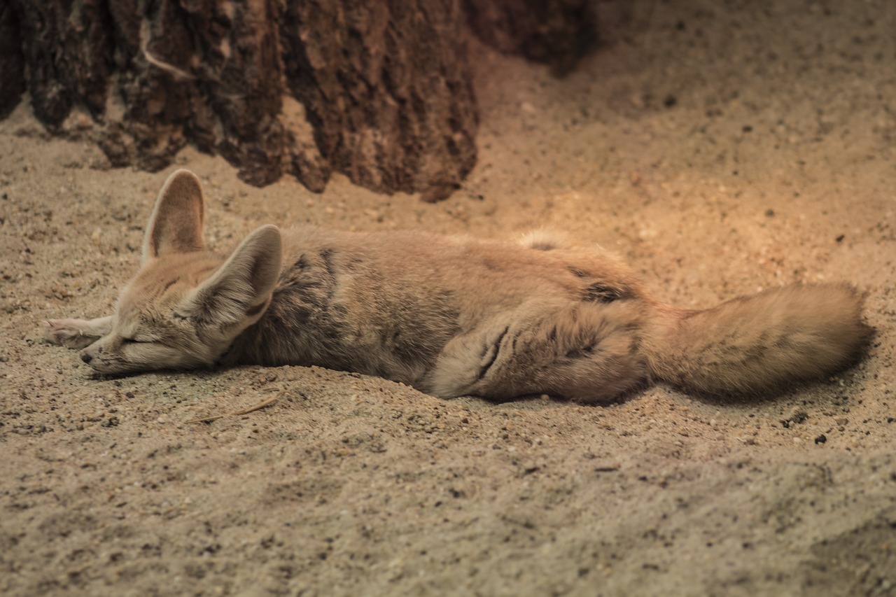 Fennec Fox Pet