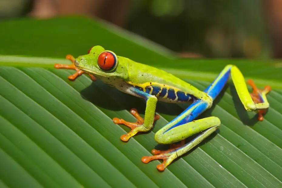 Animals That Live in the Rainforest