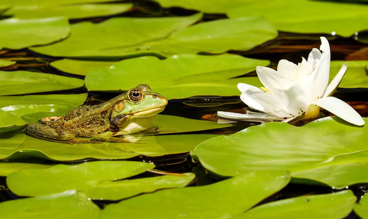 Swamps Animals