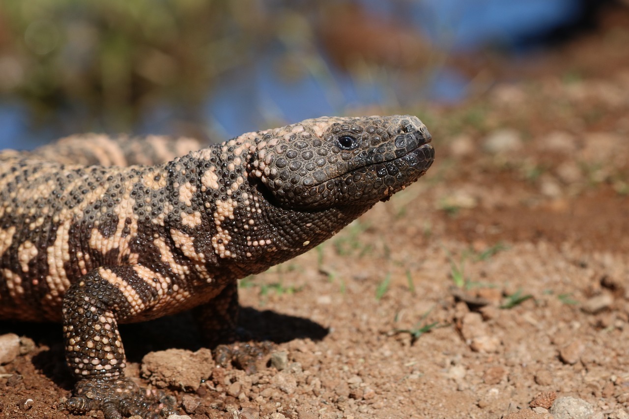 desert animal