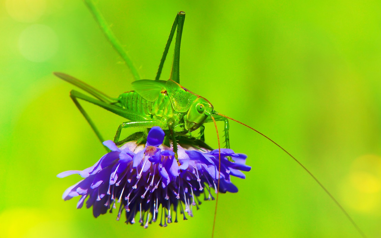 What Does a Grasshopper Eat