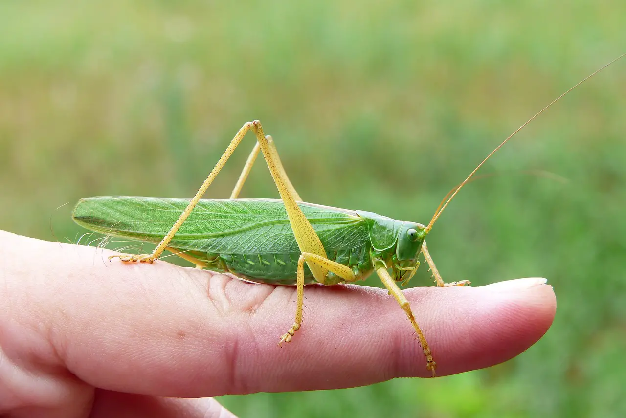 grasshopper vs locust
