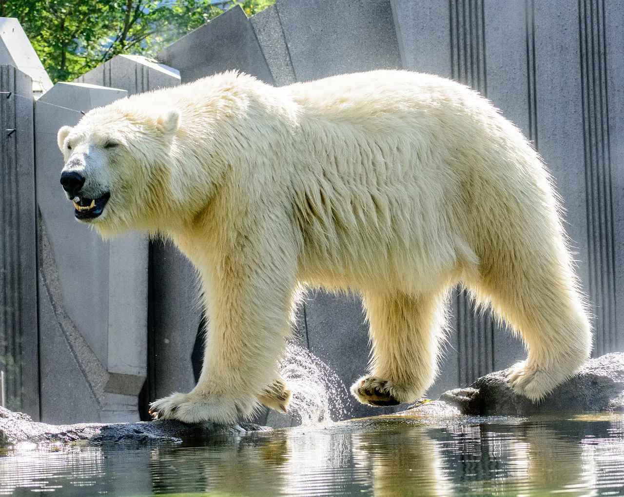 Polar Bear vs Grizzly Bear