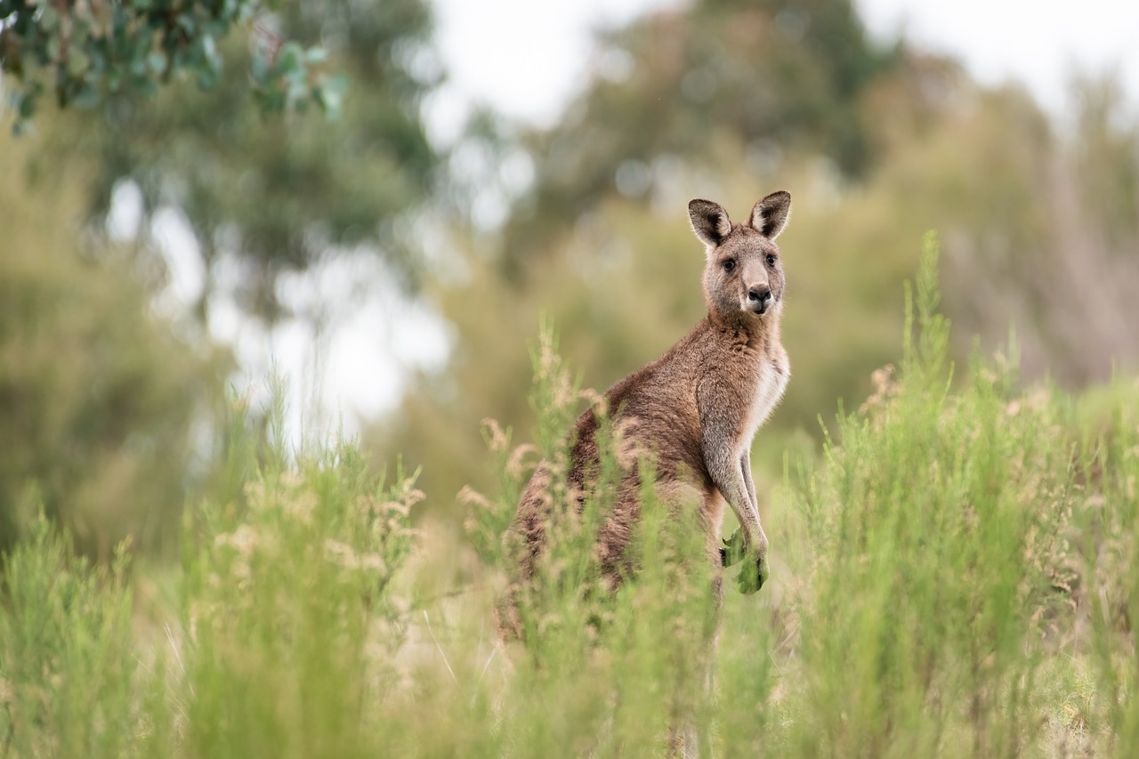 animals that only eat plants