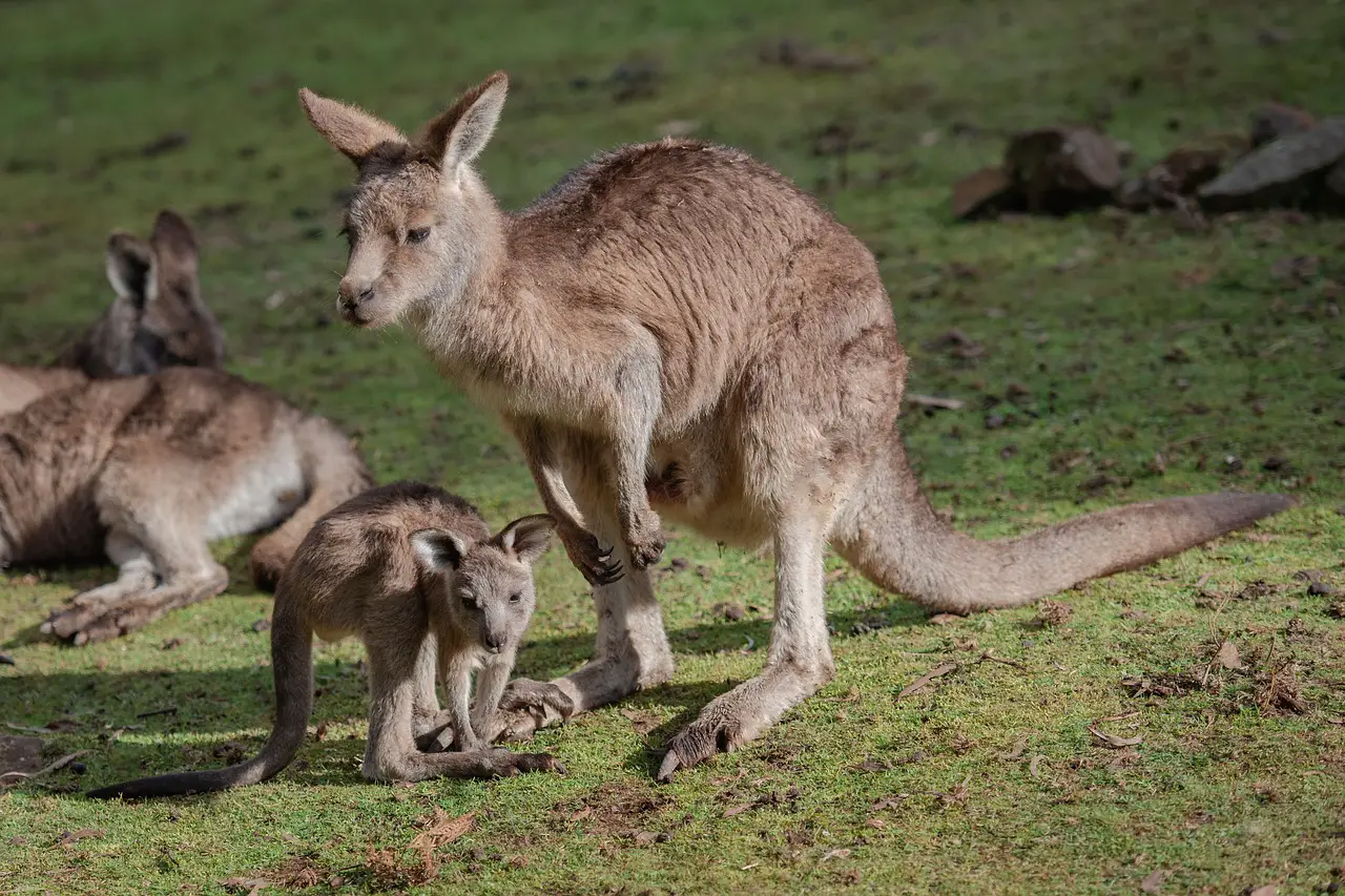Australian Outback Animals