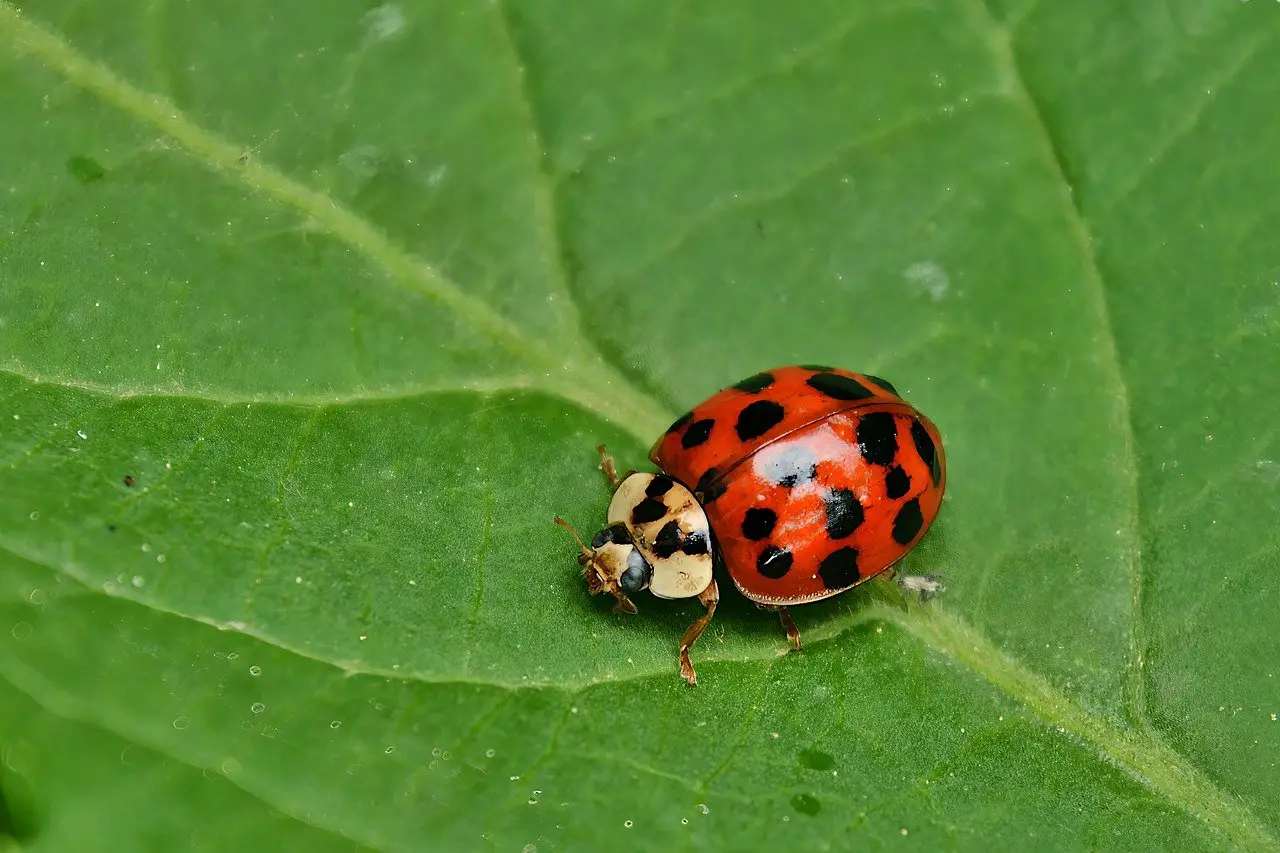 Ladybug Bite
