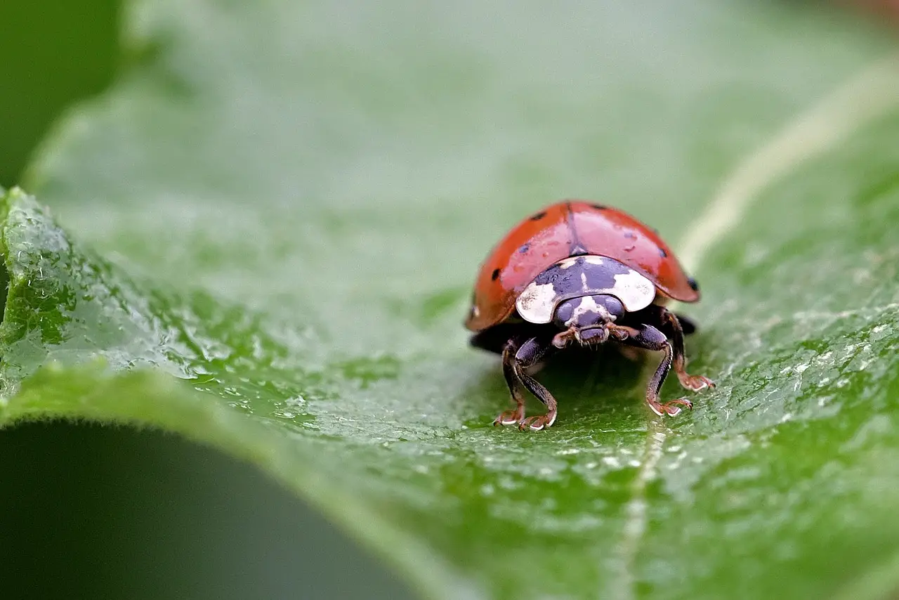 Ladybugs Bite