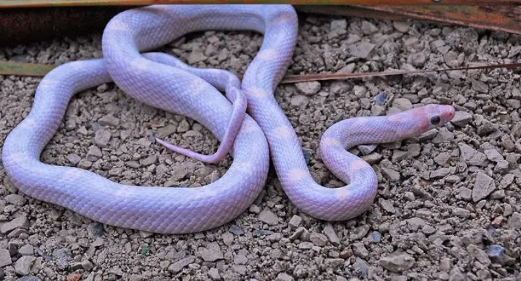 Lavender Corn Snake