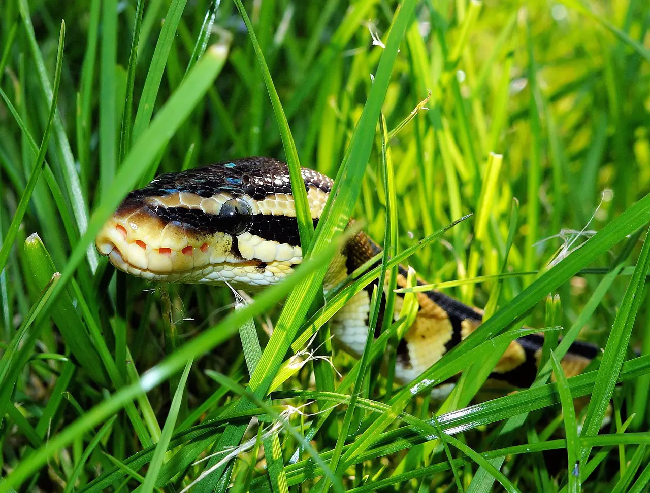 Are Pythons Dangerous