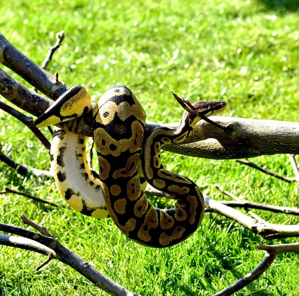 Longest Snake