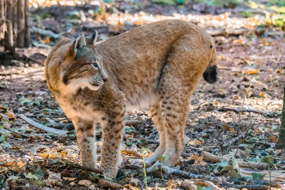 Difference Between Lynx and Bobcat