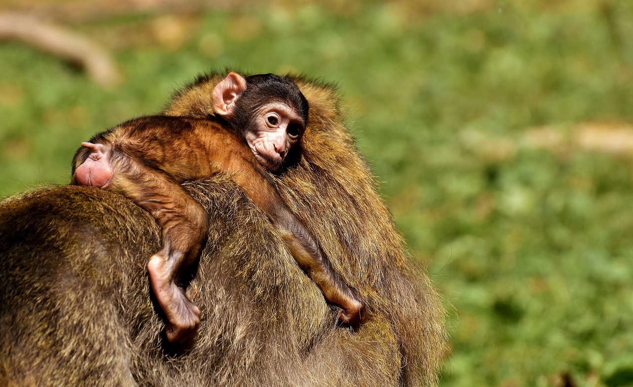 Baby Monkeys