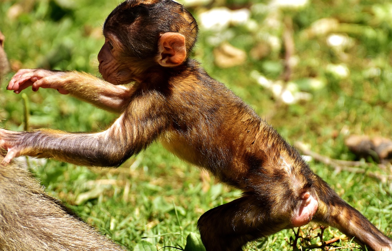 Baby Monkey