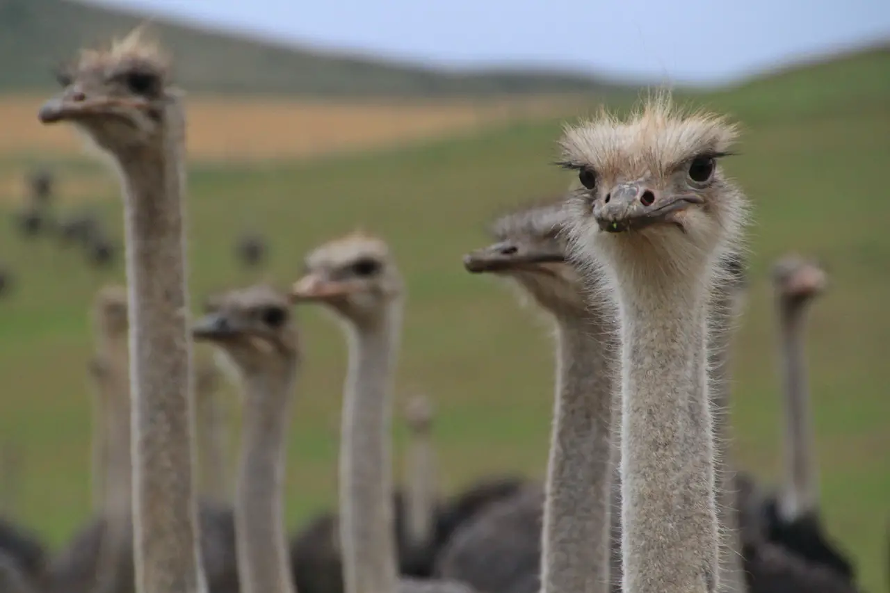 emu vs ostrich