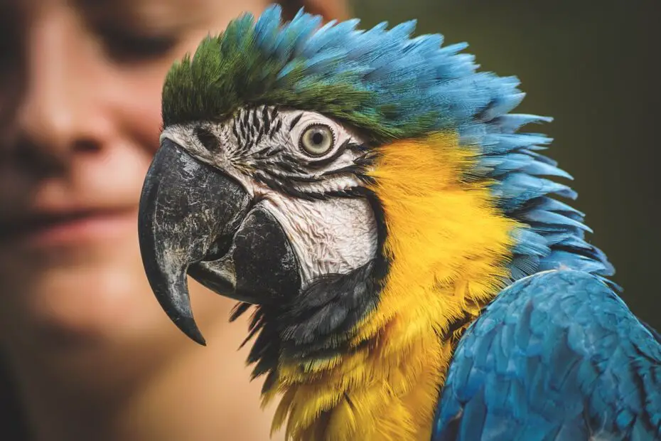 How Long Do Parrots Live as Pets