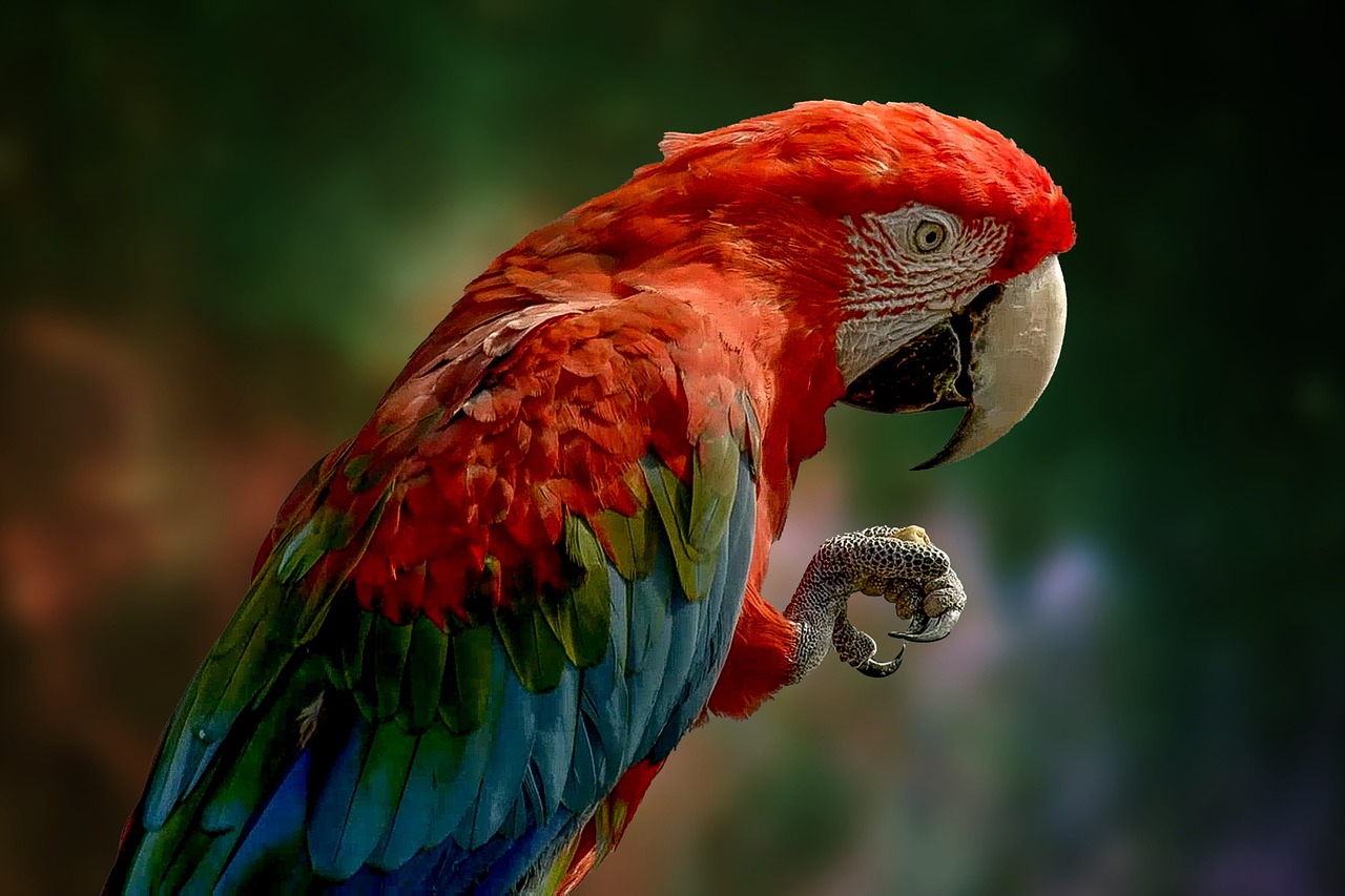 How Long Do Parrots Live as Pets