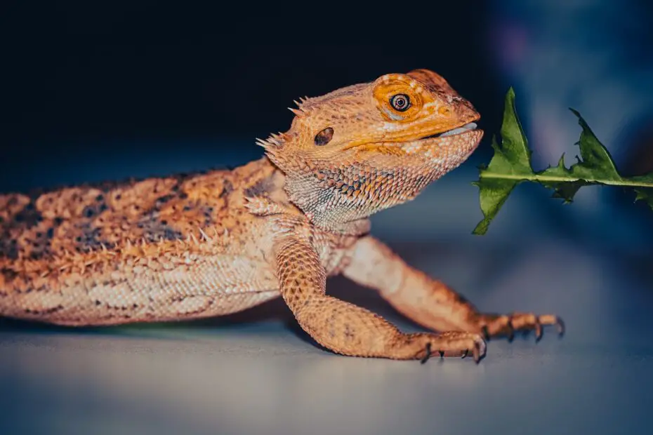 Are Bearded Dragons Good Pets