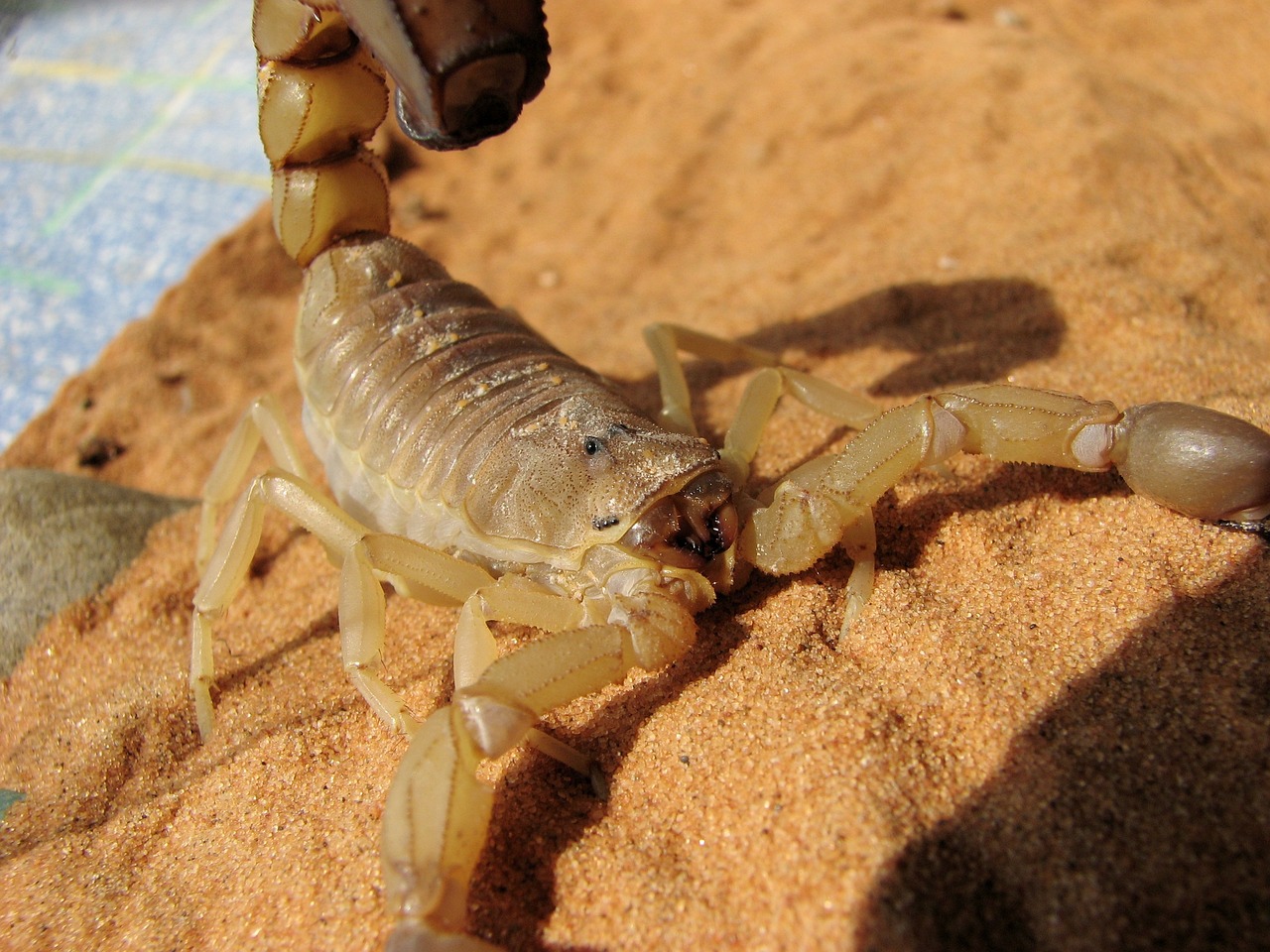 Scorpions as Pets