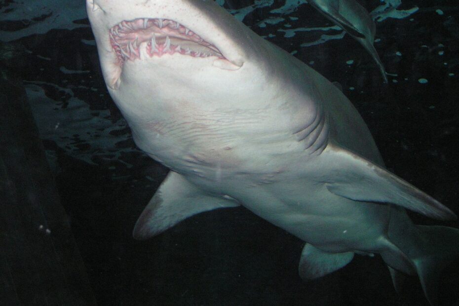 how many teeth do sharks have