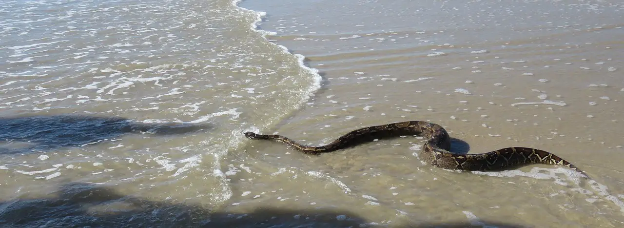 sea snakes