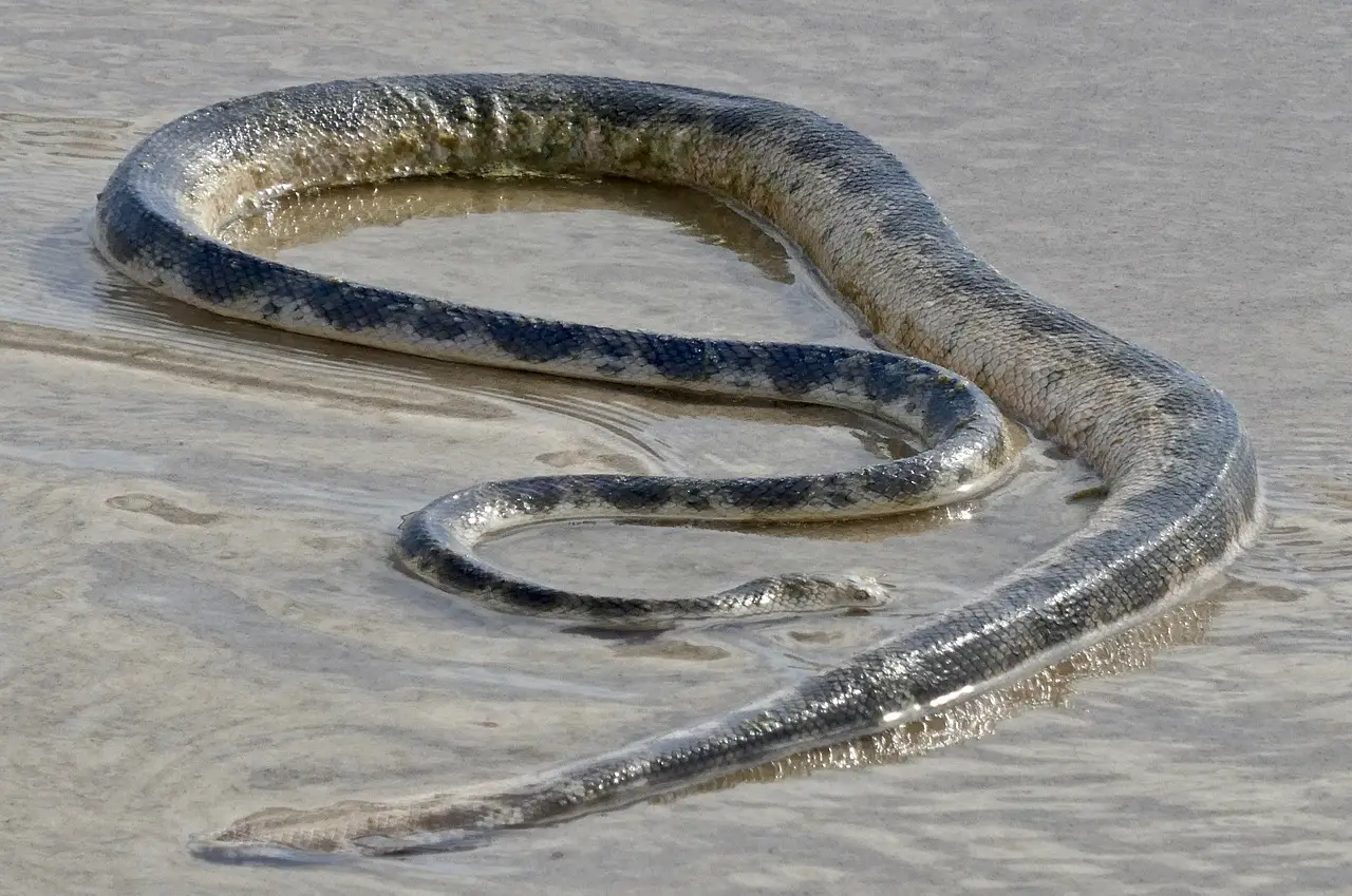 ocean snakes