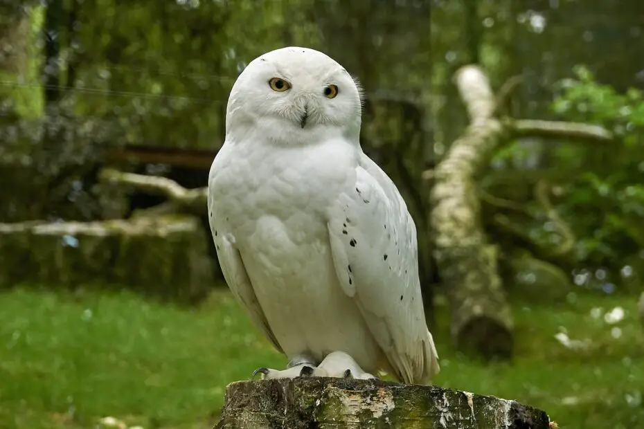 White Snow Owl