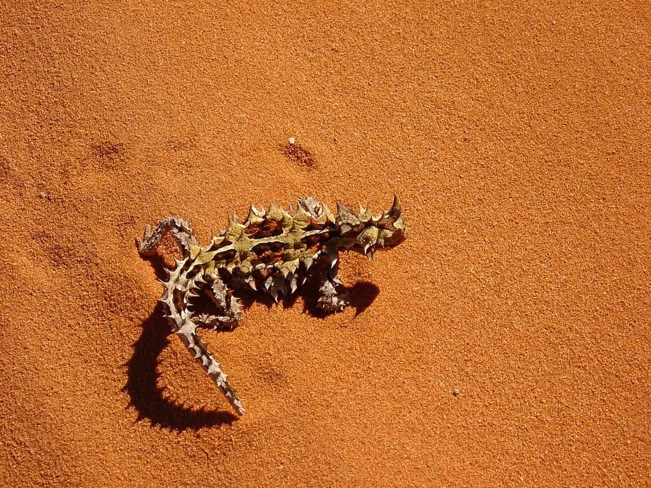 Australian Outback Animal