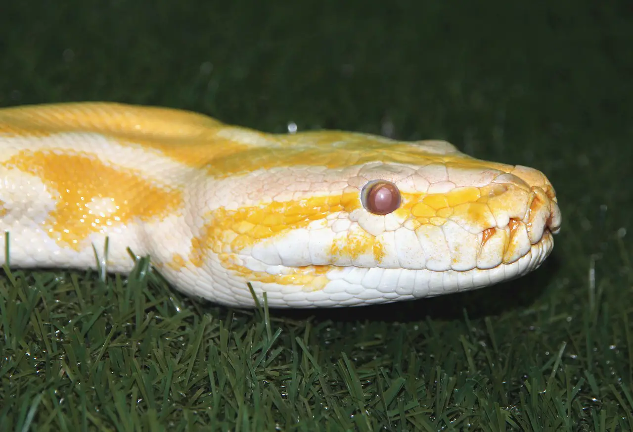 Albino Pythons