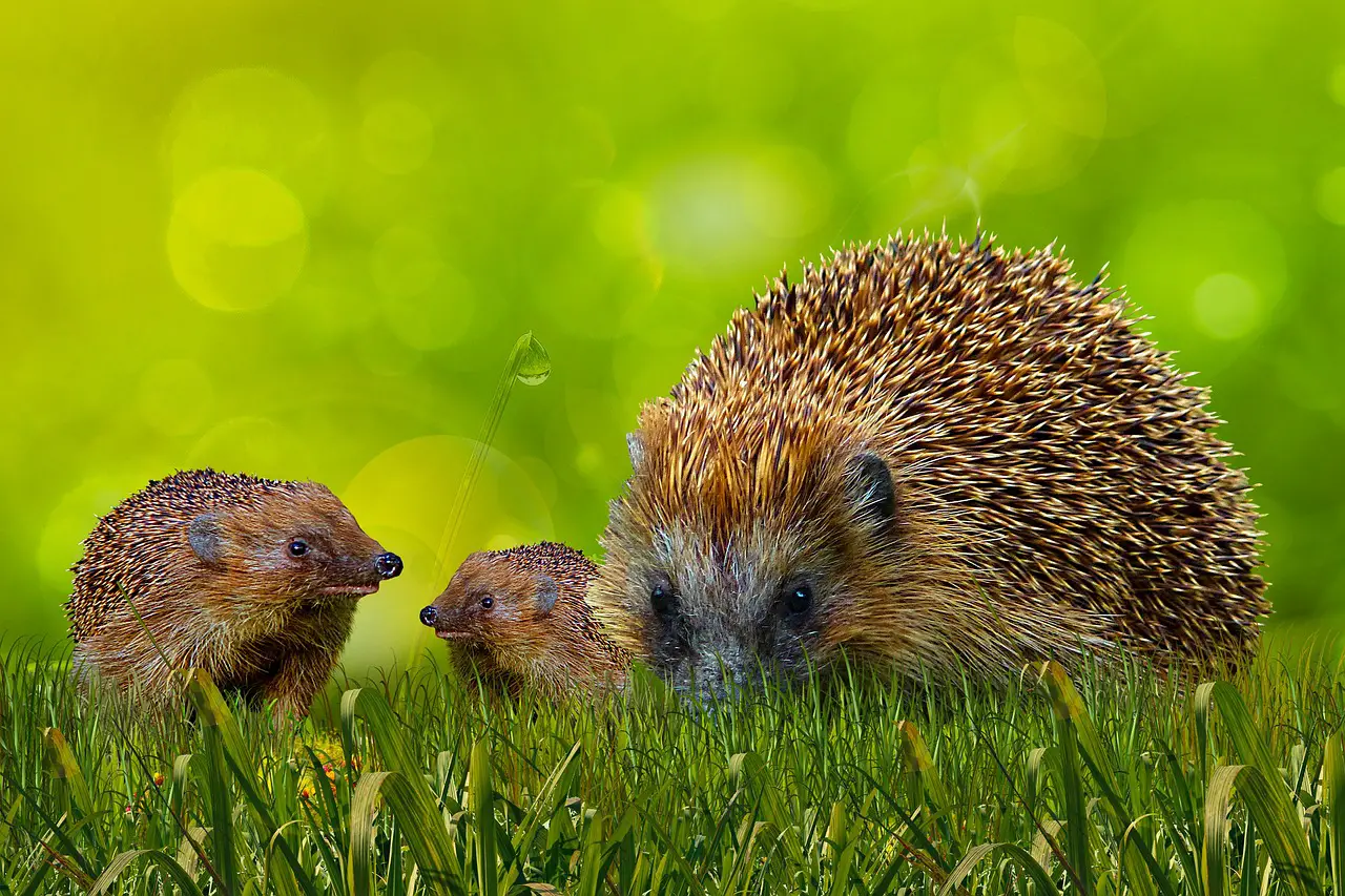 Do Hedgehogs Make Good Pets