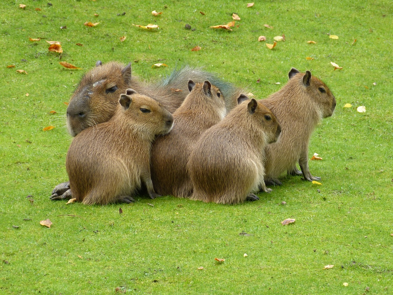 Capybaras