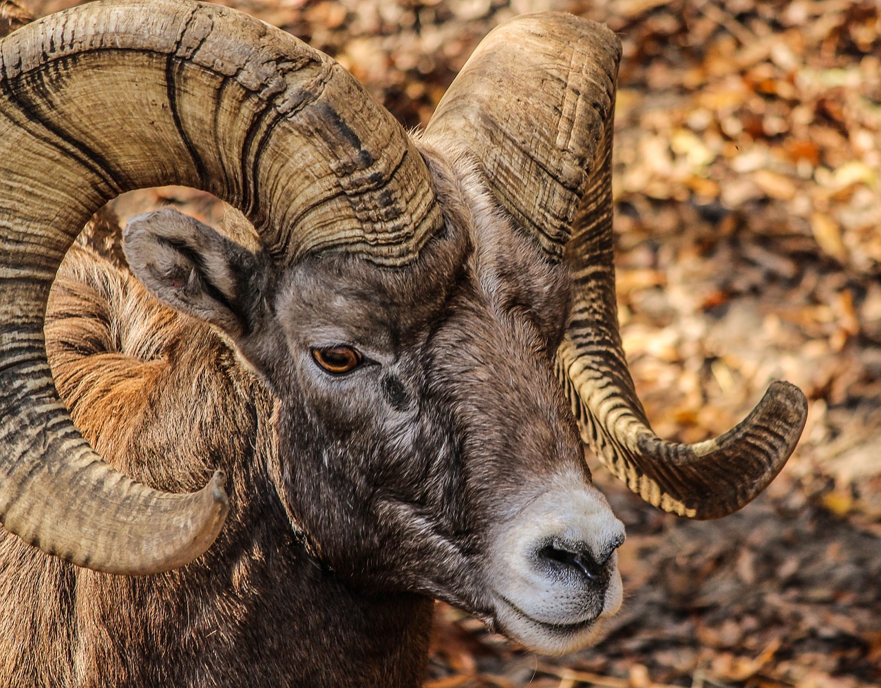 Ram vs Bull
