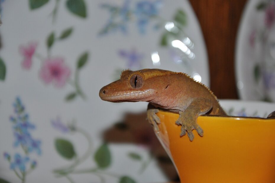 Crested Gecko Feel Cold