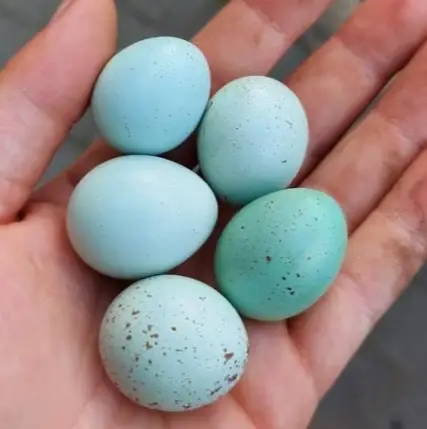 Blue Quail Eggs
