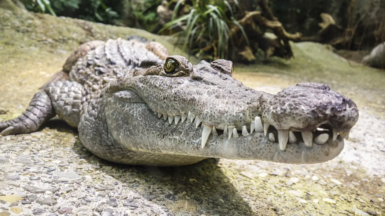 Can Alligators Bite Underwater