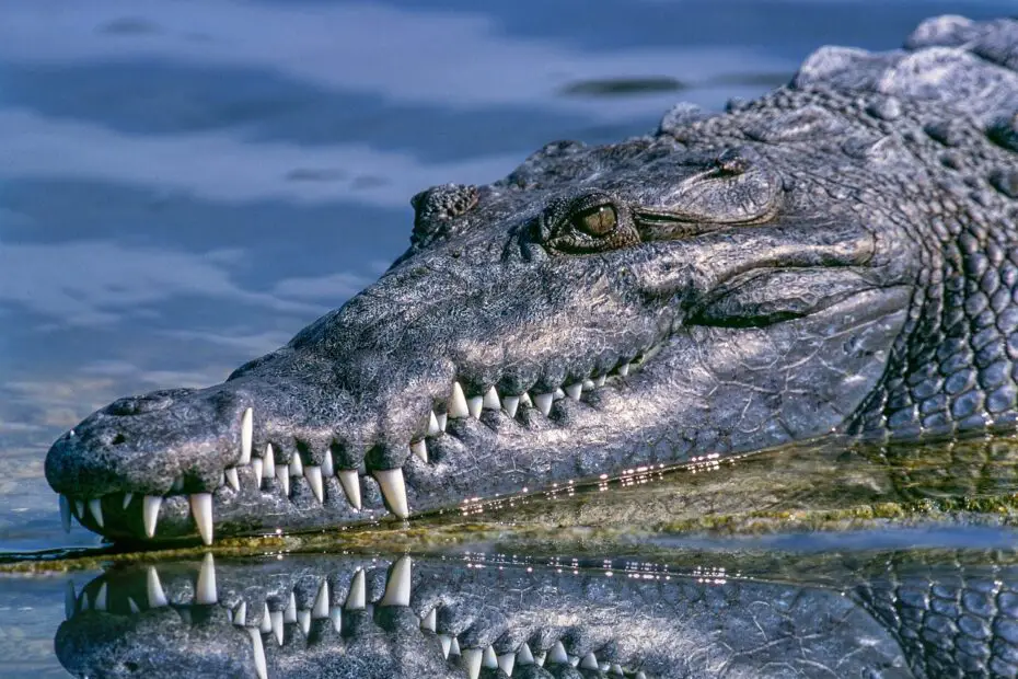 What Eats Crocodiles