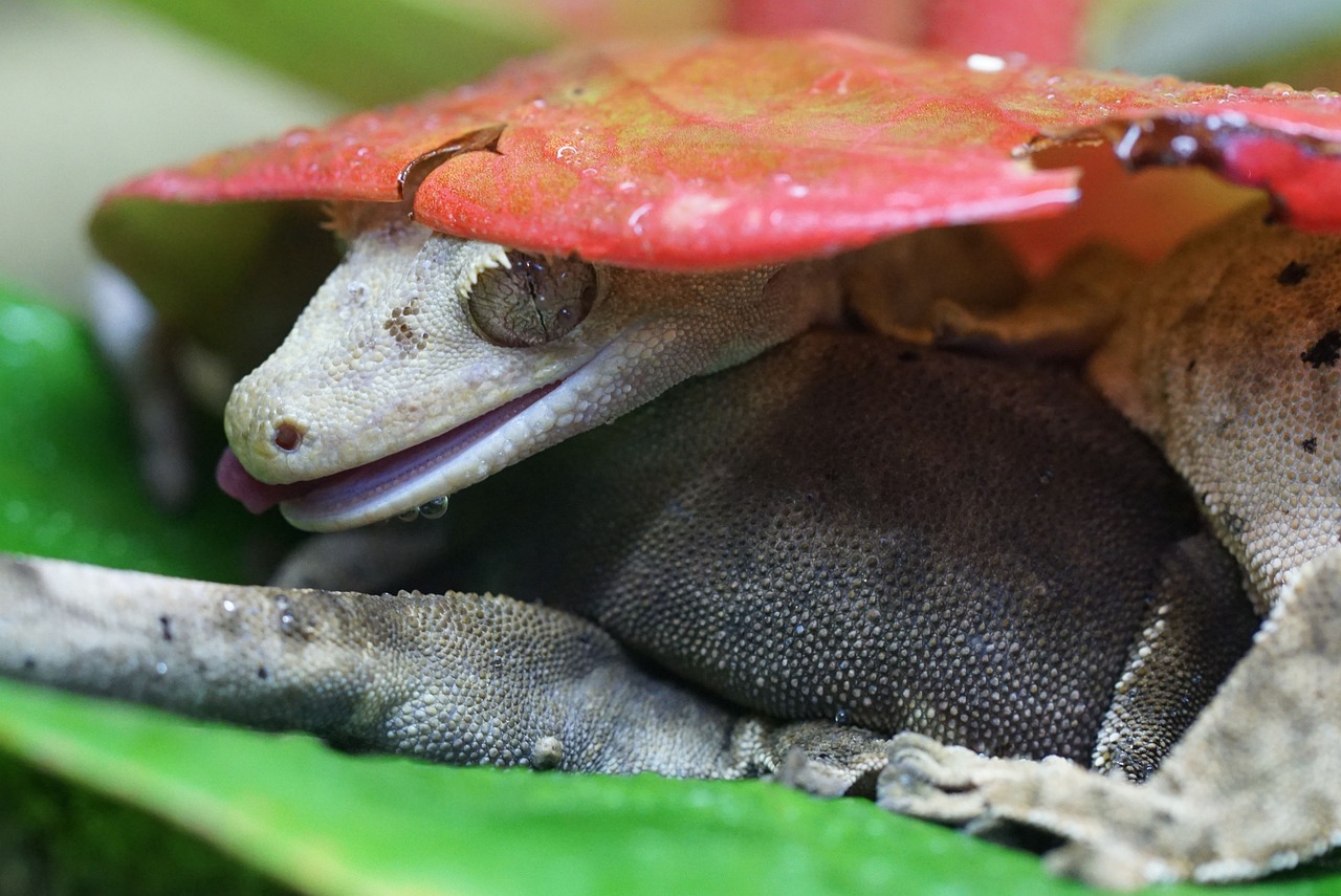 Do crested geckos smell 