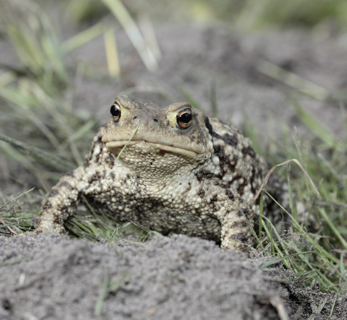 Can Toads Swim In Water Like Frogs