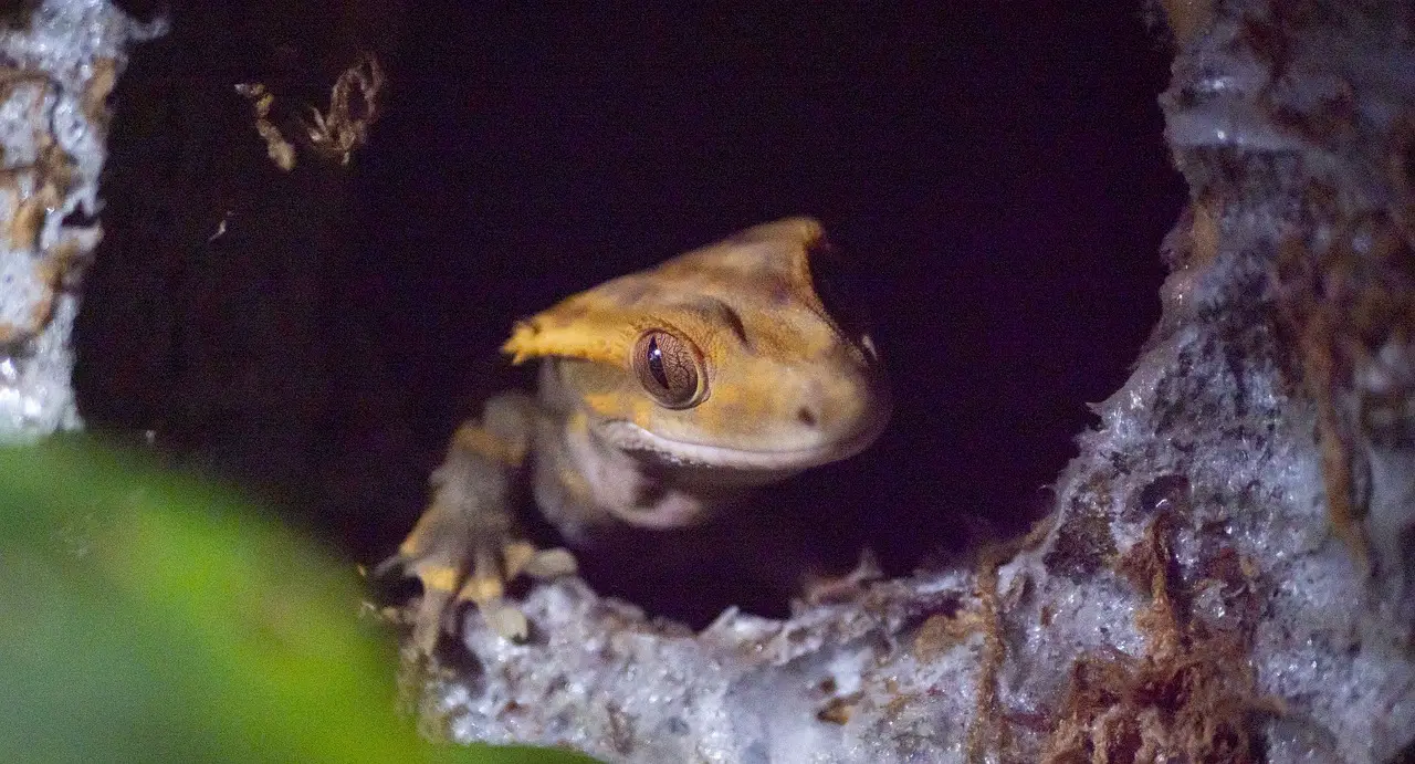 Crested Gecko Feel Cold