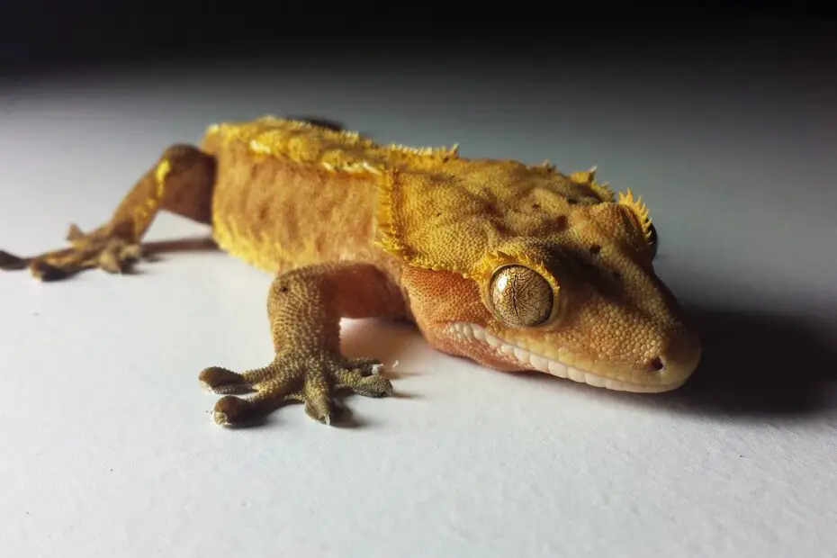 Crested Gecko Is Not Growing