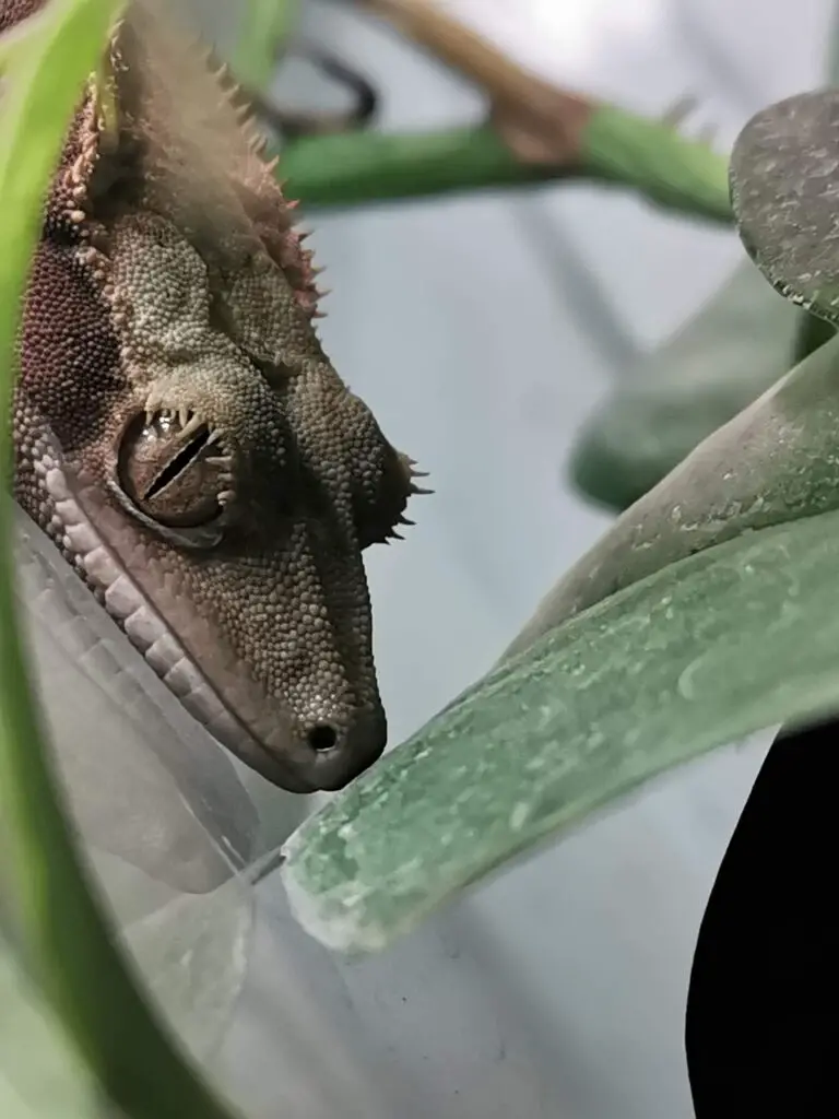 Crested Gecko Feels Cold